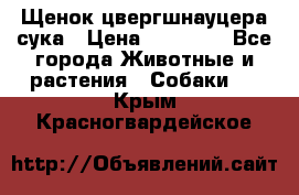 Щенок цвергшнауцера сука › Цена ­ 25 000 - Все города Животные и растения » Собаки   . Крым,Красногвардейское